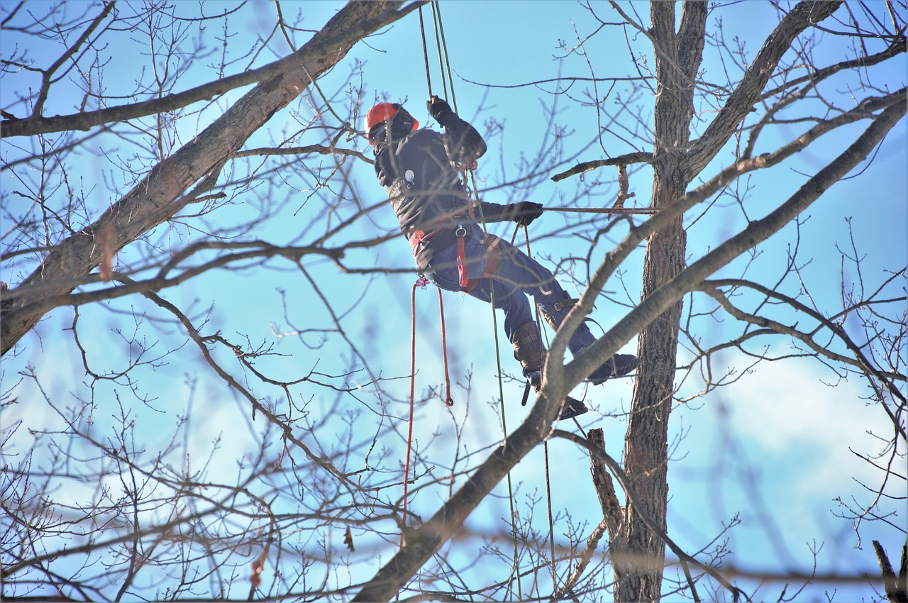 Precision Tree Removal, Lawn Protected